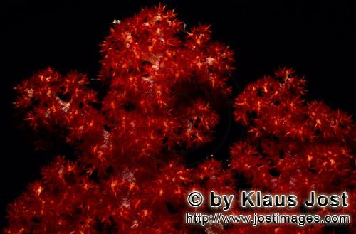 Weichkoralle/soft coral/Dendronephthya sp        Leuchdend rote Weichkorallen    soft coral        Weichkoral