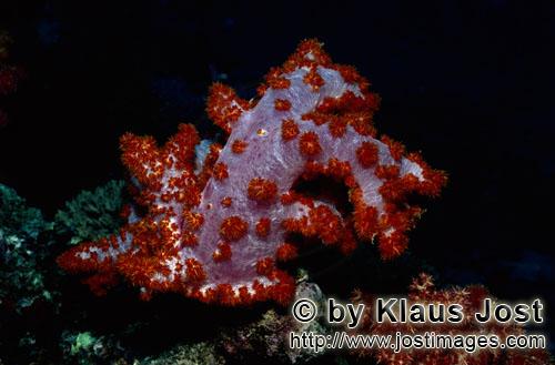 Weichkoralle/soft coral/Dendronephthya sp        Ausgesprochen beeindruckende Weichkoralle        <b