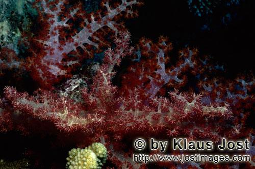 Weichkoralle/soft coral/Dendronephthya sp        Farbenpraechtige Weichkorallen    soft coral        Weichkor