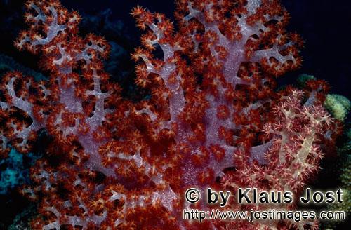 Weichkoralle/soft coral/Dendronephthya sp        Durchscheinende Weichkorallen        Weichkorallen 