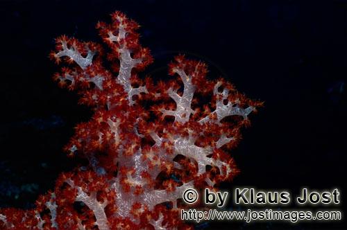 Weichkoralle/soft coral/Dendronephthya sp        Farbenpraechtige durchscheinende Weichkoralle    