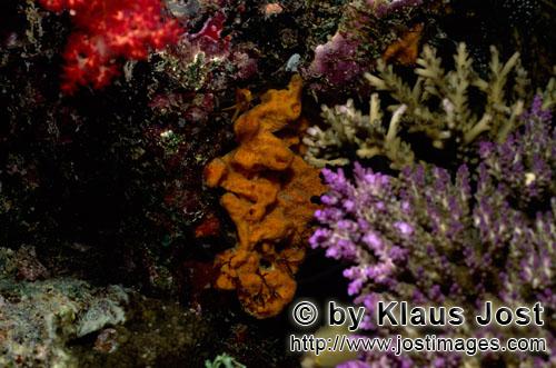 Weichkoralle/soft coral/Dendronephthya sp        Weichkoralle und Hartkorallen        Weichkorallen 
