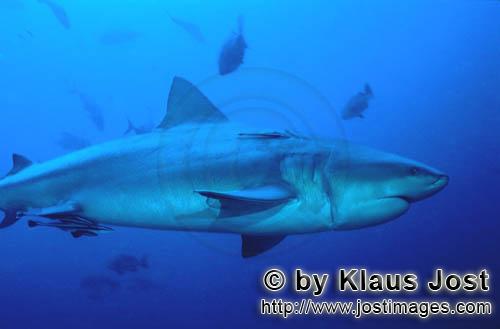 Bullenhai/Carcharhinus leucas        Bullenhai mit longline Verletzung         Dieser Bullenhai w