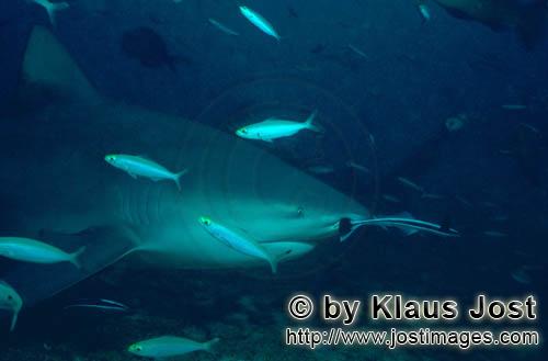 Bullenhai/Carcharhinus leucas        Bullenhai mit Füsilieren        Der Stierhai oder gemeine G