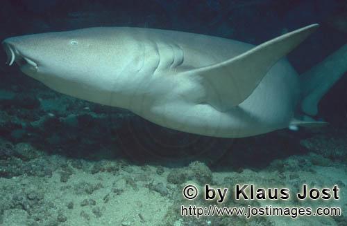 Gewoehnlicher Ammenhai/Tawny nurse shark/Nebrius ferrugineus        Gewoehnlicher Ammenhai in der Be
