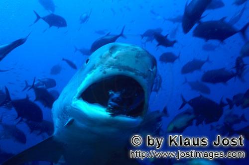 Tigerhai/Tiger shark/Galeocerdo cuvier        Tigerhai beißt zu     Der Tigerhai gehoert z