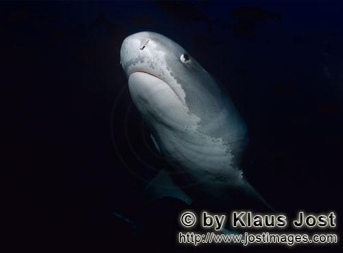 Tigerhai/Tiger shark/Galeocerdo cuvier        Tigerhai taucht aus der Dunkelheit auf        Der T