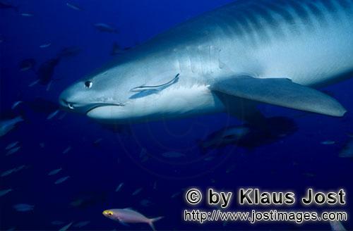 Tigerhai/Tiger shark/Galeocerdo cuvier        Tigerhai in Riffnaehe        Tigerhaie sind ung