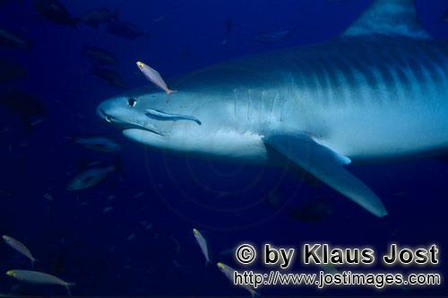 Tigerhai/Tiger shark/Galeocerdo cuvier        Tigerhai gleitet durch das blaue Wasser        Der 