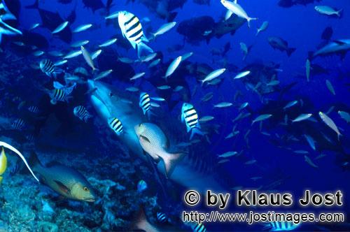 Tigerhai/Tiger shark/Galeocerdo cuvier        Großer Tigerhai im Korallenriff        Der Tigerha