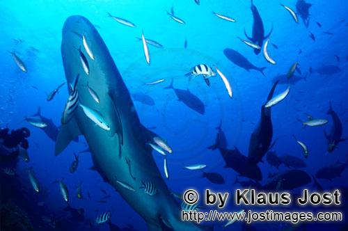 Tigerhai/Tiger shark/Galeocerdo cuvier        Aufsteigender Tigerhai vor dem Riff        Der Tige