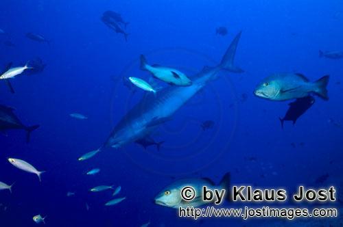 Tigerhai/Tiger shark/Galeocerdo cuvier        Junger Tigerhai vor dem Korallenriff        Der Tig