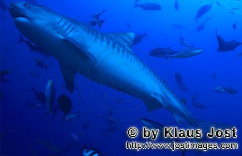 Tigerhai/Tiger shark/Galeocerdo cuvier        ImposanterTigerhai        Tigerhaie sind unglau