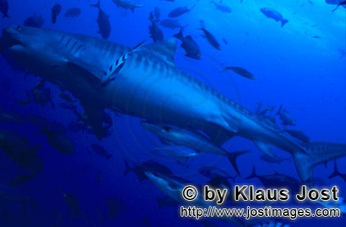 Tigerhai/Tiger shark/Galeocerdo cuvier        Eindrucksvoller Tigerhai        Tigerhaie sind 