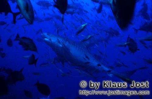 Tigerhai/Tiger shark/Galeocerdo cuvier        Tigerhai kommt aus dem tiefen Wasser        Der Tig
