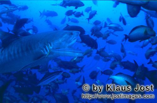 Tigerhai/Tiger shark/Galeocerdo cuvier        Großer Tigerhai in Fischansammlung         Der Tig