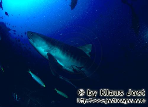 Tigerhai/Tiger shark/Galeocerdo cuvier        Großer Tigerhai kommt zum Riff        Der Tigerhai
