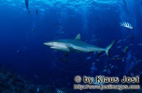 Grauer Riffhai/Gray reef shark/Carcharhinus amblyrhynchos        Grauer Riffhai am Korallenriff  