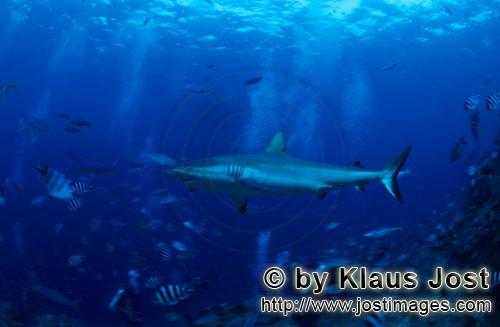 Grauer Riffhai/Gray reef shark/Carcharhinus amblyrhynchos        Grauer Riffhai an der Riffkante