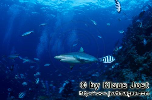Grauer Riffhai/Gray reef shark/Carcharhinus amblyrhynchos        Grauer Riffhai vor dem Riffabfall</