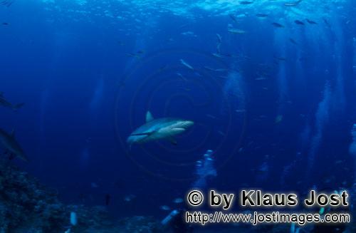 Grauer Riffhai/Gray reef shark/Carcharhinus amblyrhynchos        Grauer Riffhai sieht Taucher      