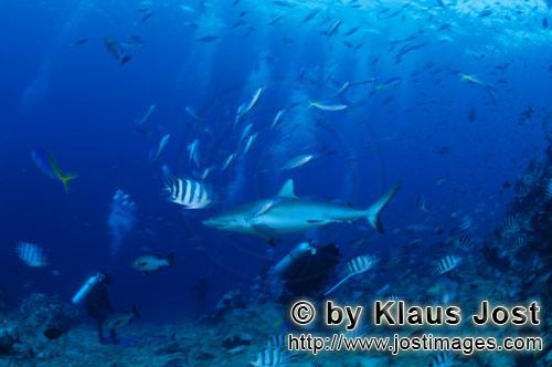 Grauer Riffhai/Gray reef shark/Carcharhinus amblyrhynchos        Grauer Riffhai und Taucher        D