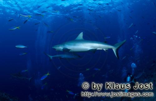 Grauer Riffhai/Gray reef shark/Carcharhinus amblyrhynchos        Grauer Riffhai vor dem Riff        