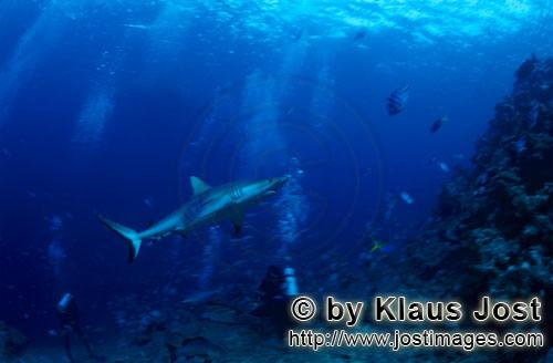 Grauer Riffhai/Gray reef shark/Carcharhinus amblyrhynchos        Grauer Riffhai und Taucher        D
