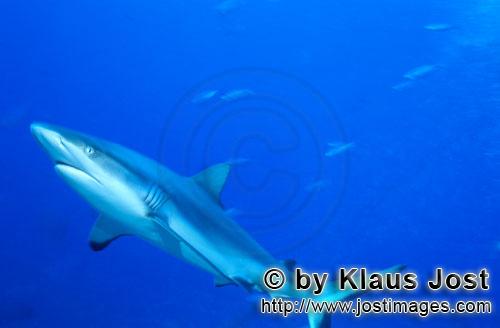Grauer Riffhai/Gray reef shark/Carcharhinus amblyrhynchos        Grauer Riffhai im blauen Wasser