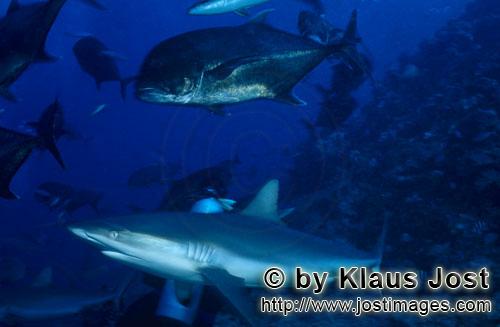 Grauer Riffhai/Gray reef shark/Carcharhinus amblyrhynchos        Grauer Riffhai und Dickkopf-Makrele