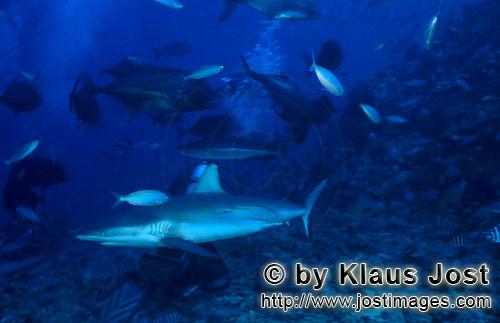 Grauer Riffhai/Gray reef shark/Carcharhinus amblyrhynchos        Grauer Riffhai ueber Geroellgrund</