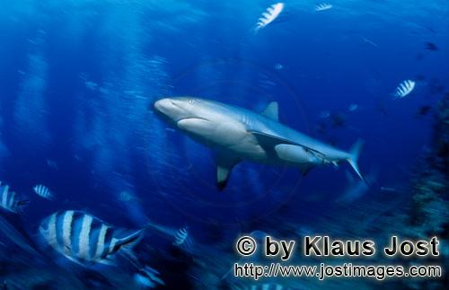 Grauer Riffhai/Gray reef shark/Carcharhinus amblyrhynchos        Grauer Riffhai schwimmt am Riff ent