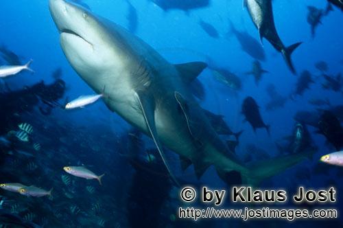 Bullenhai/Carcharhinus leucas        Bullenhai schwimmt nach oben        Der Stierhai oder gemein