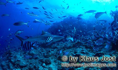 Grauer Riffhai/Gray reef shark/Carcharhinus amblyrhynchos        Grauer Riffhai dicht ueber dem Riff
