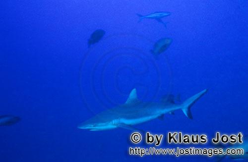 Grauer Riffhai/Gray reef shark/Carcharhinus amblyrhynchos        Grauer Riffhai im blauen Wasser des