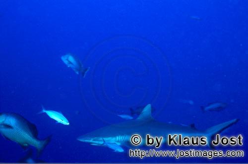 Grauer Riffhai/Gray reef shark/Carcharhinus amblyrhynchos        Grauer Riffhai im Suedpazifik)  