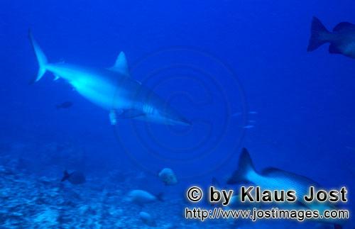 Grauer Riffhai/Gray reef shark/Carcharhinus amblyrhynchos        Grauer Riffhai ueber Geroell      