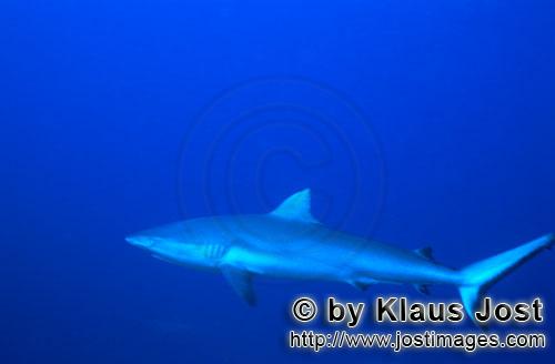 Grauer Riffhai/Gray reef shark/Carcharhinus amblyrhynchos        Grauer Riffhai im blauen Wasser</b