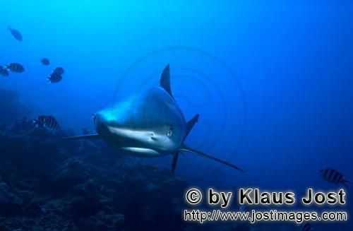 Grauer Riffhai/Gray reef shark/Carcharhinus amblyrhynchos        Weissspitzen-Riffhai frontal      