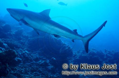 Grauer Riffhai/Gray reef shark/Carcharhinus amblyrhynchos        Grauer Riffhai ueber dem Korallenri