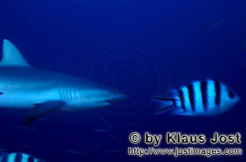Grauer Riffhai/Gray reef shark/Carcharhinus amblyrhynchos        Grauer Riffhai folgt dem Indo-Pacif