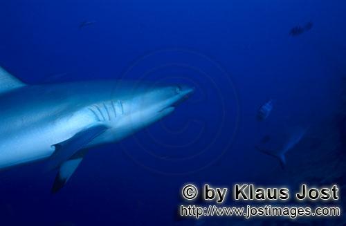 Grauer Riffhai/Gray reef shark/Carcharhinus amblyrhynchos        Grauer Riffhai im blauen Wasser vor