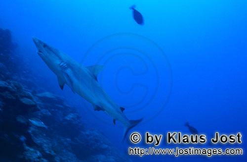 Grauer Riffhai/Gray reef shark/Carcharhinus amblyrhynchos        Grauer Riffhai steigt diagonal nach