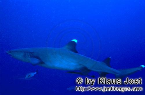 Weissspitzen-Riffhai/Whitetip reef shark/Triaenodon obesus        Weissspitzen-Riffhai im blauen Sue