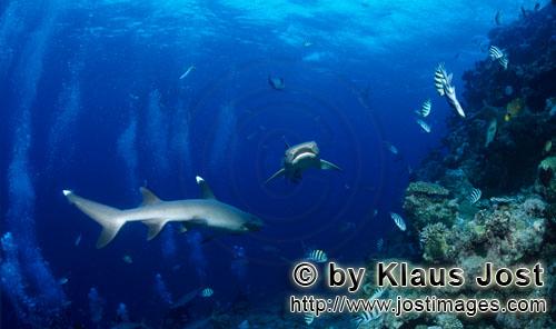 Weissspitzen-Riffhai/Whitetip reef shark/Triaenodon obesus        Zwei Weissspitzen-Riffhaie begegne