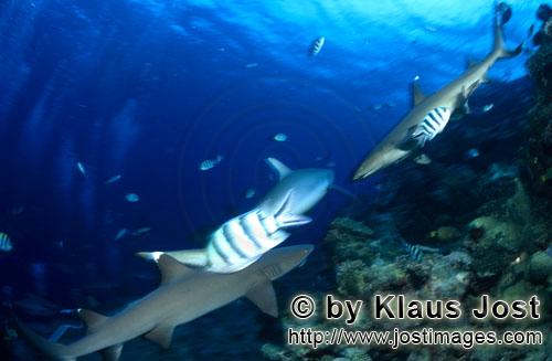 Weissspitzen-Riffhai/Whitetip reef shark/Triaenodon obesus        Weissspitzen-Riffhaie am Riffabhan