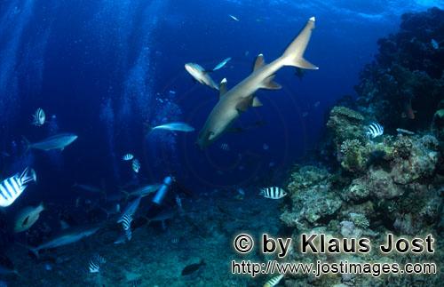 Weissspitzen-Riffhai/Whitetip reef shark/Triaenodon obesus        Weissspitzen-Riffhai nimmt Kurs au