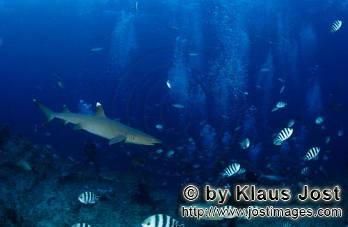 Weissspitzen-Riffhai/Whitetip reef shark/Triaenodon obesus        Weissspitzen-Riffhai schwimmt zum 