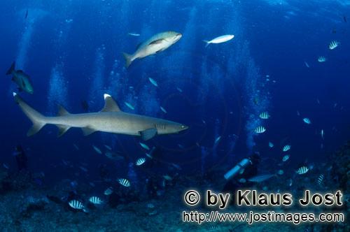 Weissspitzen-Riffhai/Whitetip reef shark/Triaenodon obesus        Weissspitzen-Riffhai beobachtet de