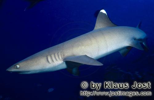 Weissspitzen-Riffhai/Whitetip reef shark/Triaenodon obesus        Weissspitzen-Riffhai biegt ab  